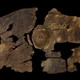 The bark shield after restoration work.